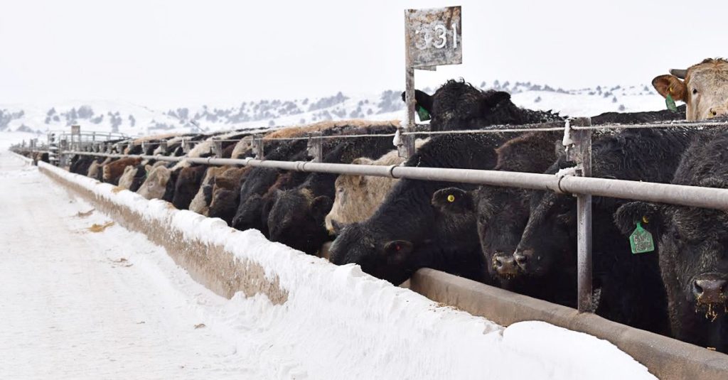 Crisis-intervention is an important duty of internal communications at Nebraska's Adams Land & Cattle.