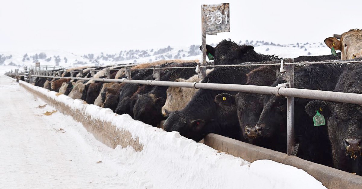 Adams Land And Cattle Crisis Communication