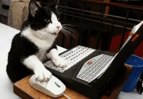 Various cats typing furiously on computers